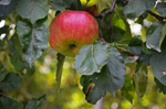 Schaugarten Saubergen Familie Österreicher reifer Apfel